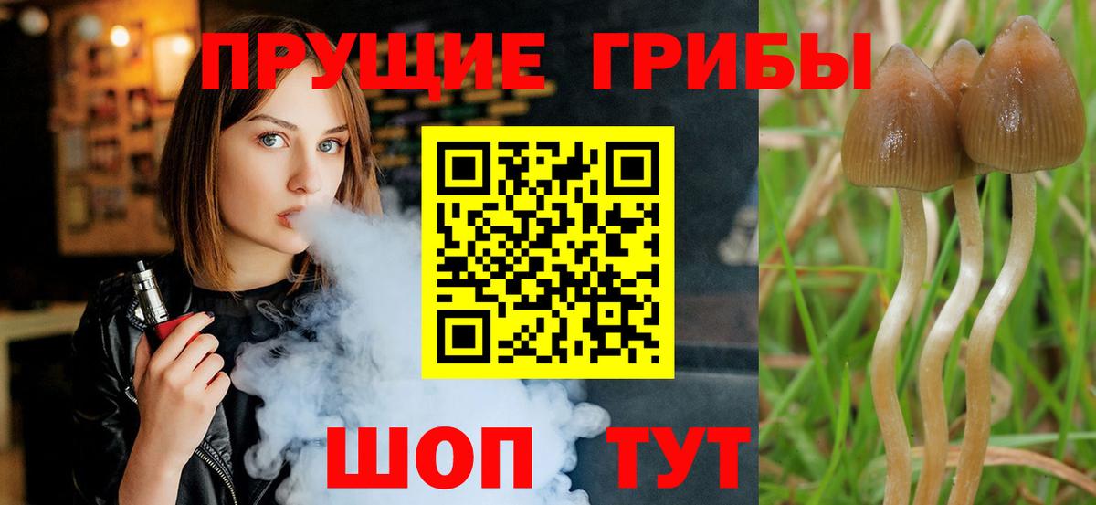 Псилоцибиновые грибы GOLDEN TEACHER  Вход с VPN  купить закладку  Кашира  Галлюциногенные грибы Psilocybe 